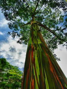 Eucalyptus Arc-en-ciel